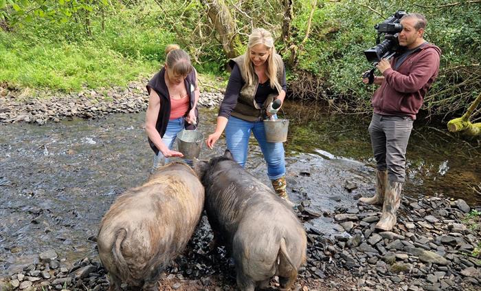 Good Day Out Piggy Walking in the Brecon Beacons
Swim with pigs in the Bahamas? Pah!!! Paddle with Pigs in the Beacons with our charming Piggy Walk a